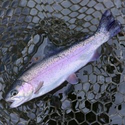 釣り初め！ 大安トラウトレイク